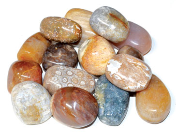 1 lb Coral, Fossil tumbled (image for) 1 lb Coral, Fossil tumbled
